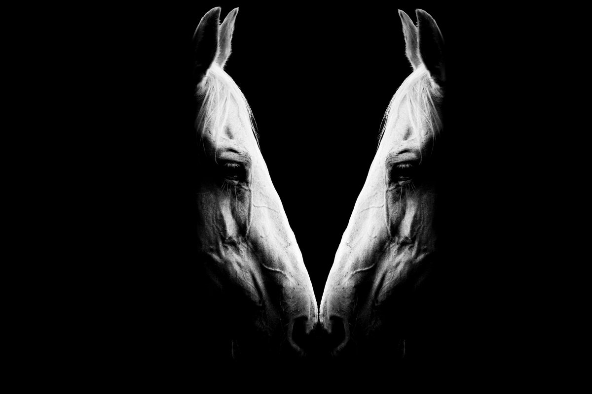 HH_Photos_'s tweet photo. #52frames_traingularcomposition
#week36  
#equinephotography #ginasframers #SYWTBAP

“Focus in the Chaos”

“When the big things feel out of control, focus on what you love right under your nose.”
-Charlie Mackesy, The Boy, the Mole, the Fox and the Horse https://t.co/X9qO5CuamY