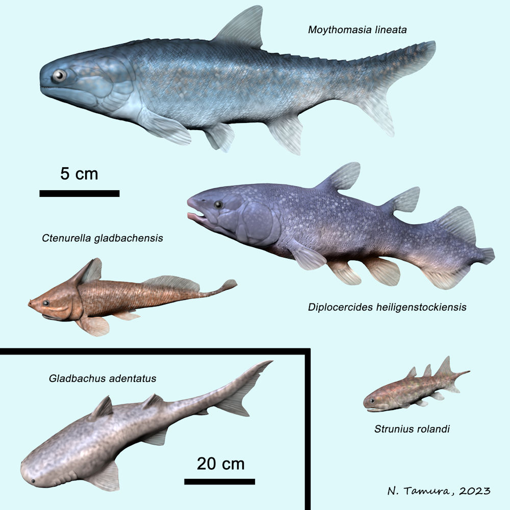 Devonian Fish Series #18: Oberer Plattenkalk of Bergish-Gladbach, Germany. Moythomasia (Actinopterygii), Diplocercides (Actinistia), Ctenurella (Ptyctodontida), Strunius (Onychodontiformes), Gladbachus (Chondrichthyes).