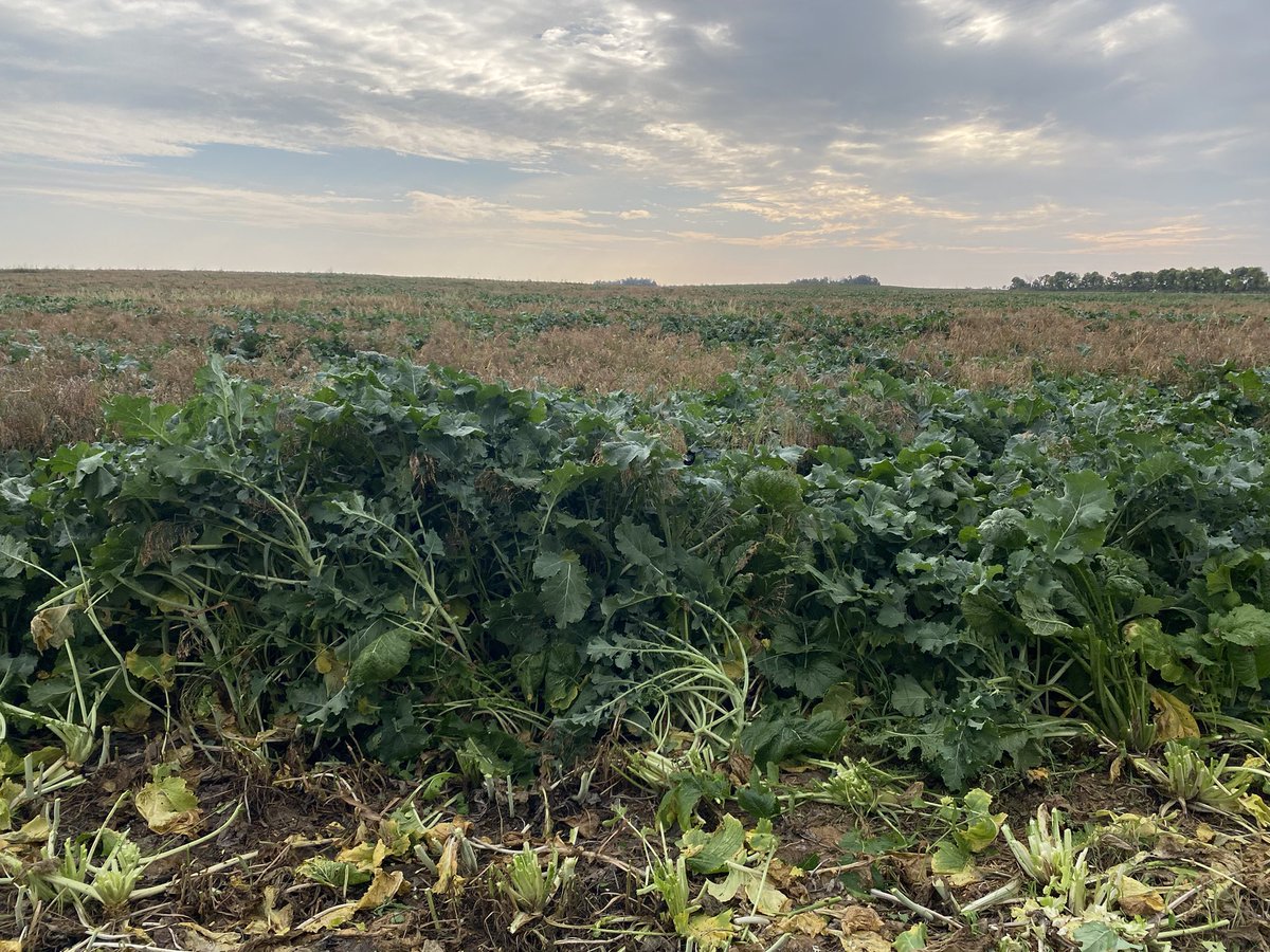 Mitchell Martel tweet media