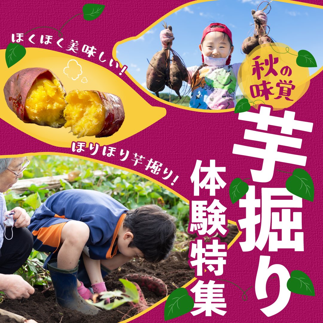 hello_aini's tweet photo. 🌱🍠🍁🥜🌱🍠🍁🥜

＼ほくほく美味しい！
      ほりほり芋掘り！
　　秋の味覚・芋掘り体験特集／

皆さんお待ちかねの！
さつまいもが美味しい季節🍠✨

土の中ですくすく育った秋の味覚、
自分で収穫した野菜は格別の美味しさですよ😋✨

体験一覧はこちらから！🫱
https://t.co/wNbxMODded https://t.co/BJ0O48ZB4u