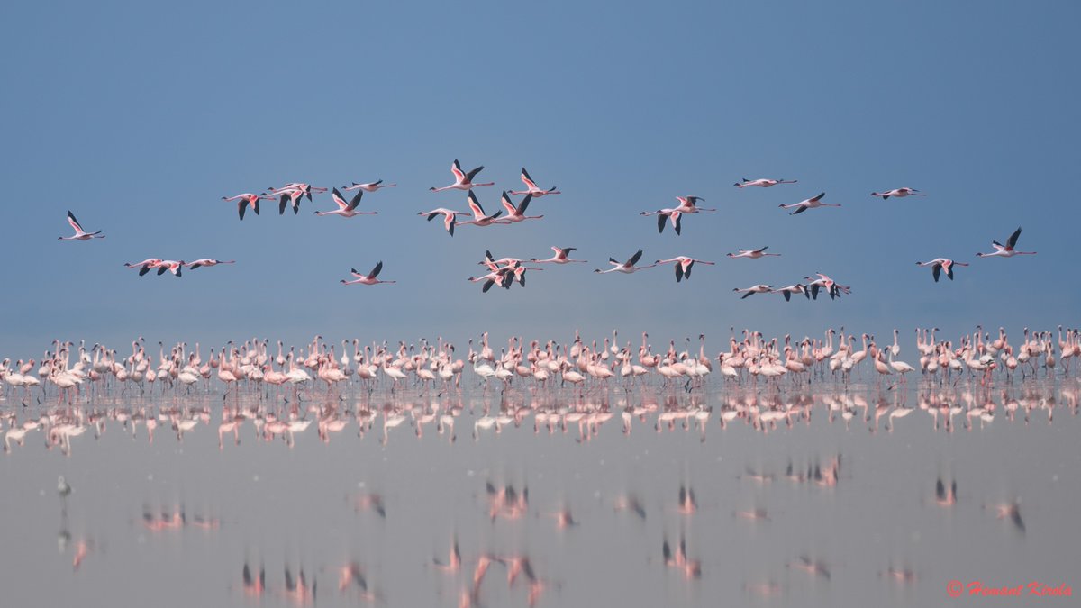kirola_hemant's tweet photo. Connected with many good friends over birdwatching. Use the #AvianConnect and tag your birding mate.
Lesser Flamingo
#TwitterNatureCommunity #IndiAves #ThePhotoHour https://t.co/pnAOwNogWu