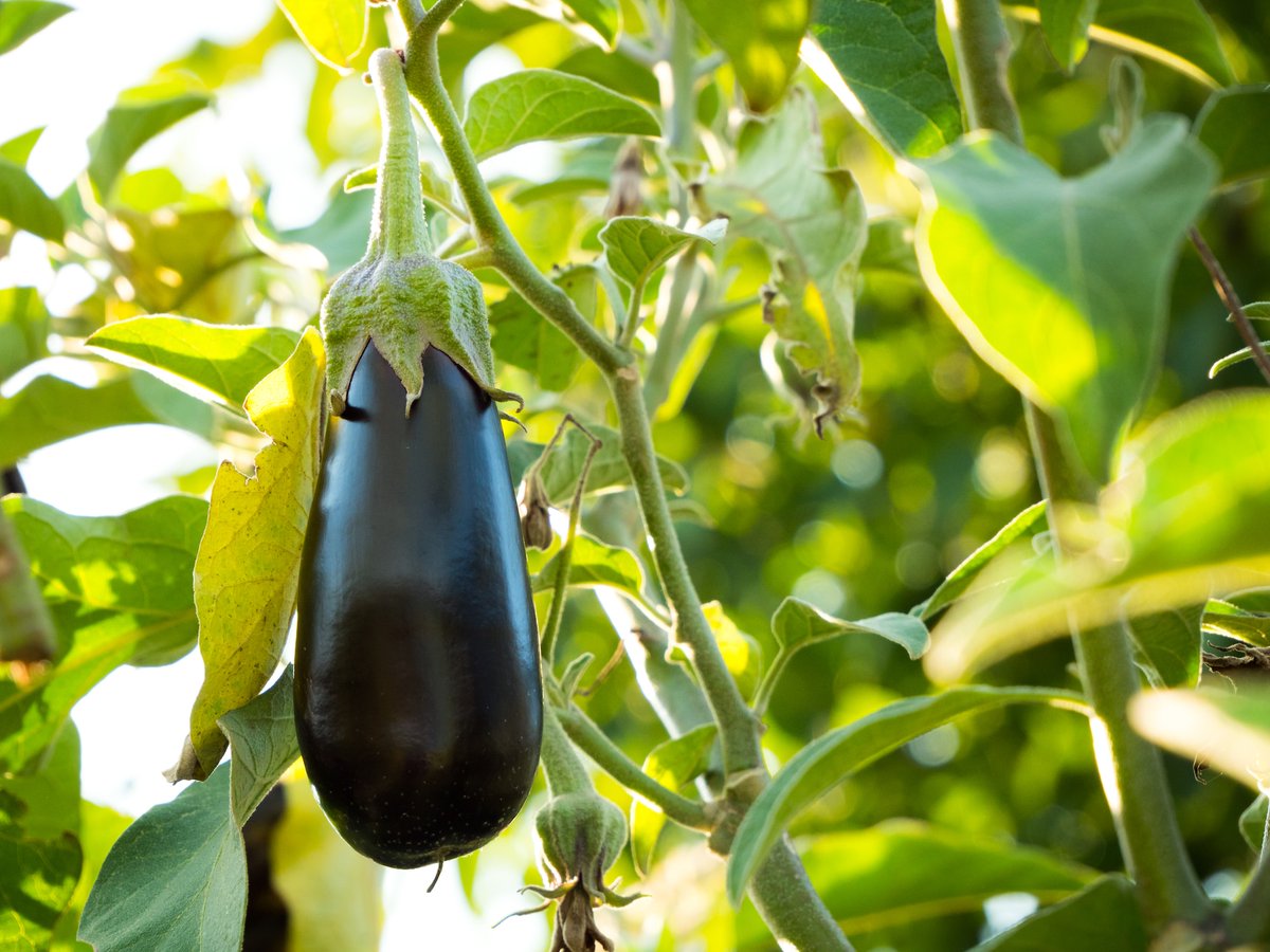 🍆 Eggplants are a source of antioxidants and fiber. Roast or grill them for a flavorful side dish or main course. #EggplantRecipes #Antioxidants #FiberRich #HealthyCooking #FlavorfulDishes