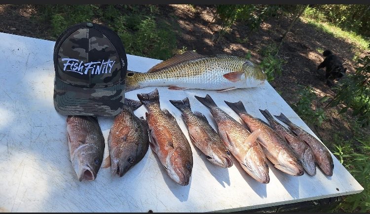Mangrove Snapper Lifestyle! 🇺🇸

#Florida #Fishing #Adventures