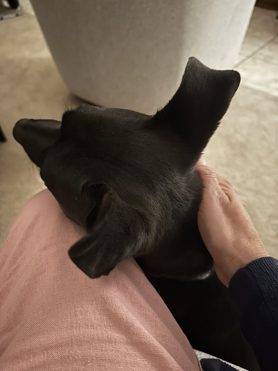 Just Carmen tweet media