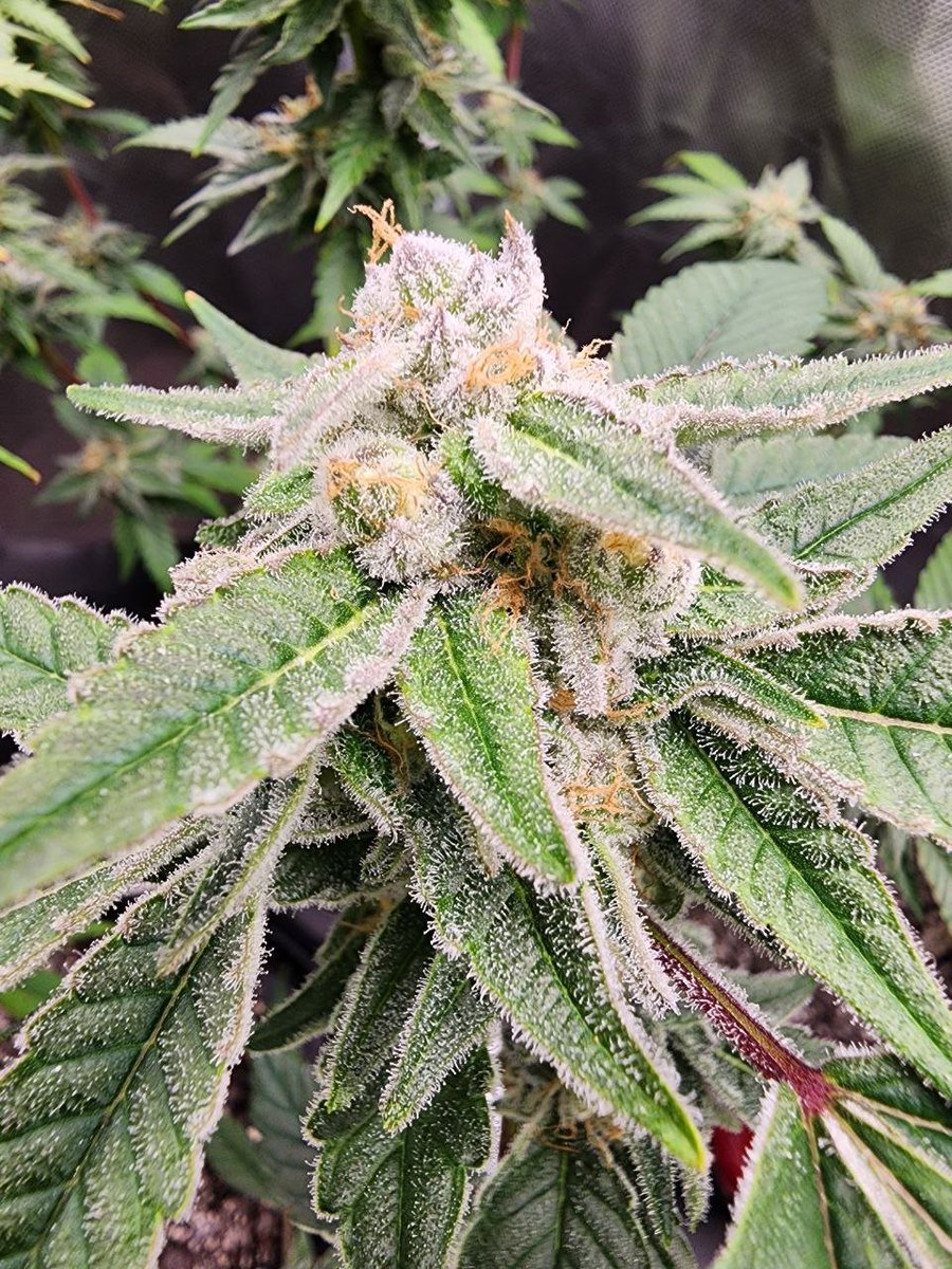 GENETICS 101 tweet media