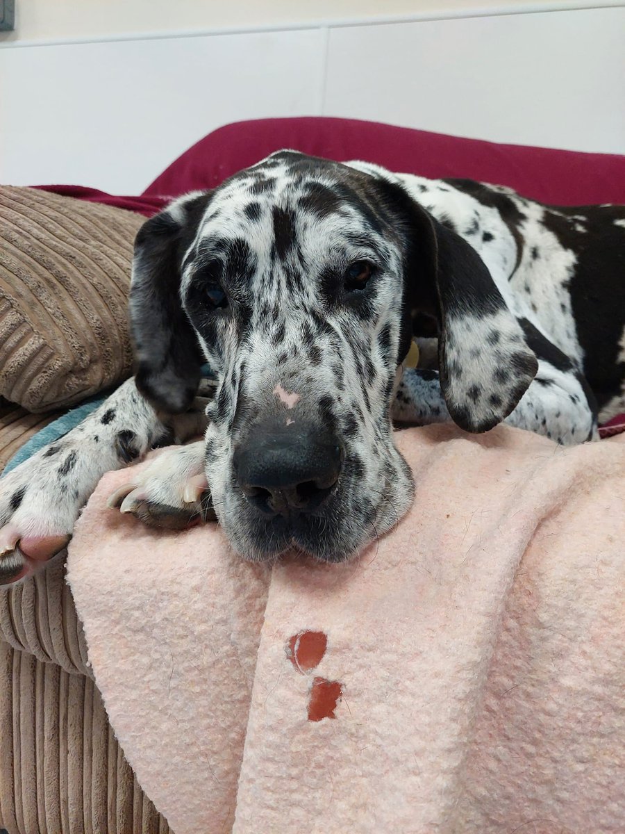 Rhubarb is the definition of a gentle giant! Even though he's a big boy, it doesn't stop him trying to be a lap dog and he just loves cuddles.
More about Rhubarb and how to adopt on our website:
bathcatsanddogshome.org.uk/adopt/rhubarb-…