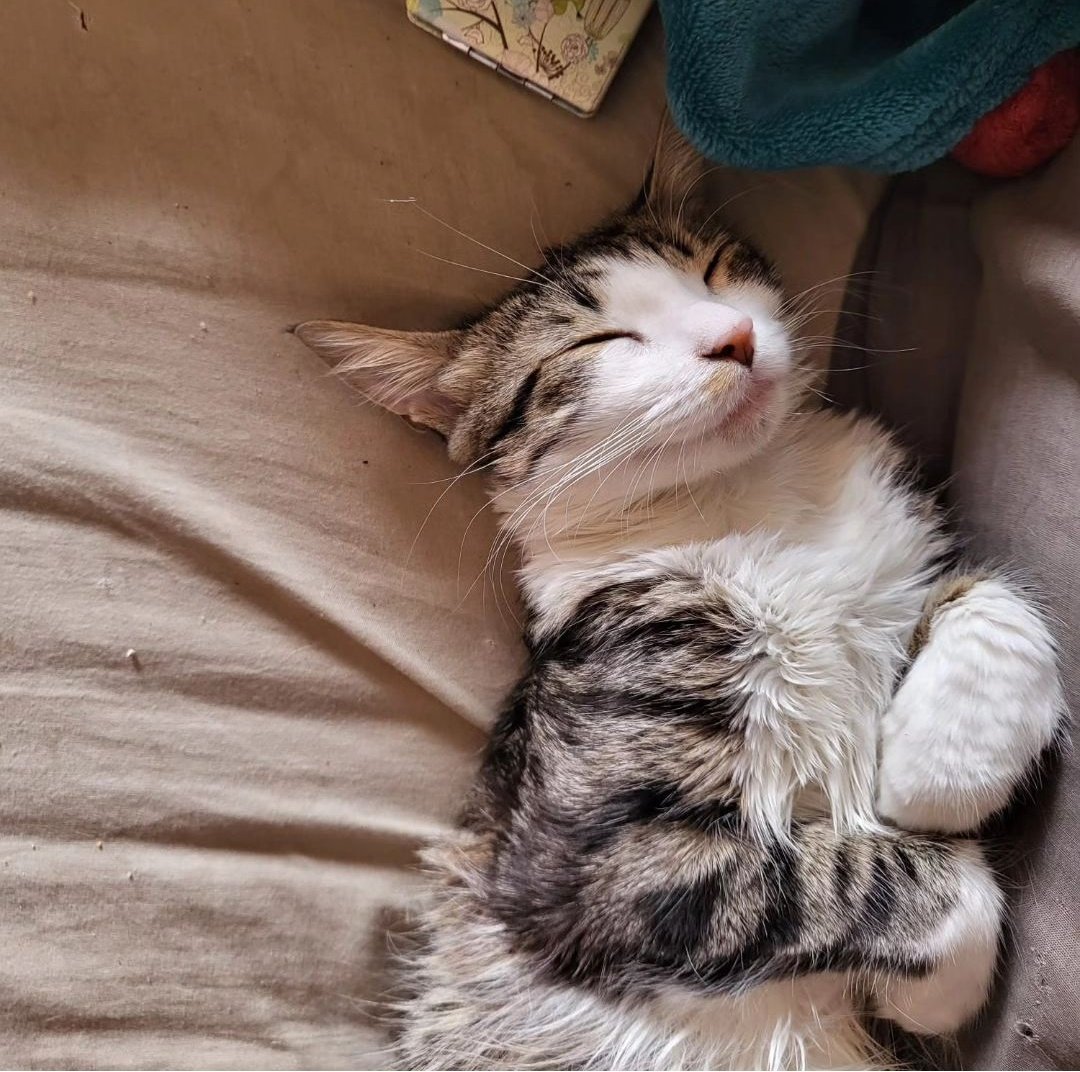 L'Aldea: Projecte Gat tweet media