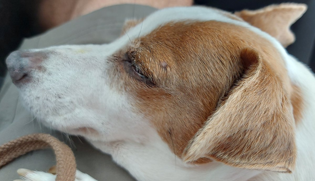 hughjconsulting's tweet photo. A sleepy Freya for this morning's #WaitingInTheCar selfie
It's raining here in Swansea and noticeably cooler, so a welcome relief after the heat of the last few days https://t.co/43VUF5w9P4