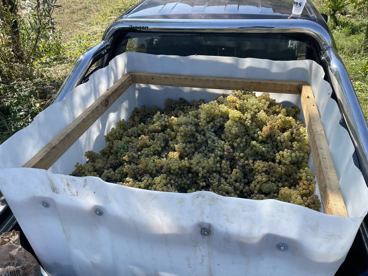Vendanges en cours 🤩