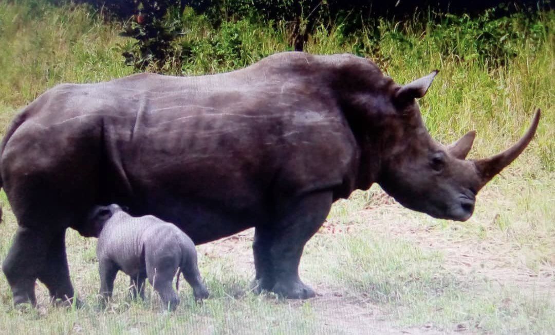 Ziwa Rhino Sanctuary celebrates another baby rhino born on 08.09.23 to KORI. This brings the numbers of  Rhinos at Ziwa to 41 individuals 

#rhinoconservation #ExploreUganda