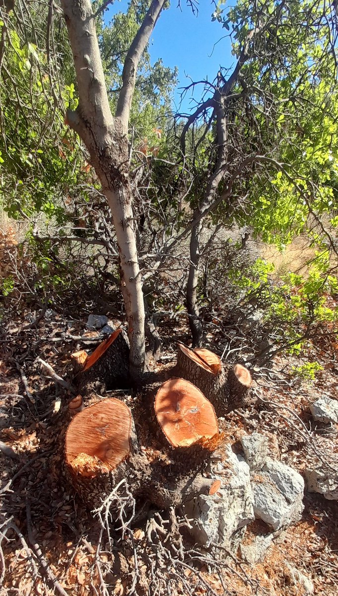 TSerhal's tweet photo. #Barouk #Hermon #Saghbine #karst pavement #oak #Lebanon
Winter is coming https://t.co/jmuYQIAJkP