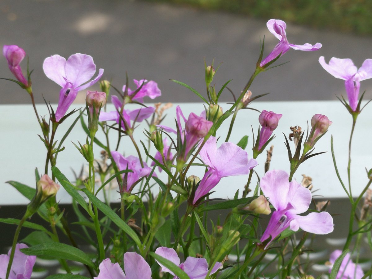kerstin_petter's tweet photo. Tack vare denna blöta fuktiga sommar så har jag lyckats med lobelian på balkongen iår 👌💪💜
#blomtwitter #höstpåminplanet https://t.co/tLPx2YNgVa