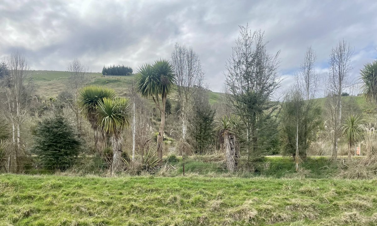 intothisspace's tweet photo. #Otago in the South Island of #NewZealand feels like someone made Scotland but installed the wrong plants expansion pack by mistake. https://t.co/bTTEr2UxAV