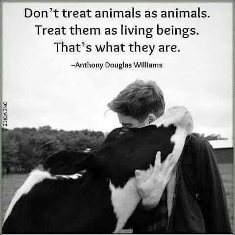 Have a cruelty free day 🐷✌

#animals #animallovers #livingbeings #commodities #think #empathy #animalrights #treatothershowyouwanttobetreated #eggs #babies #lactoseintolerant
#dairyfree #prolife #cheese #bacon #football #vegetarian #bodybuilding #dogsofinstagram #heartdisease