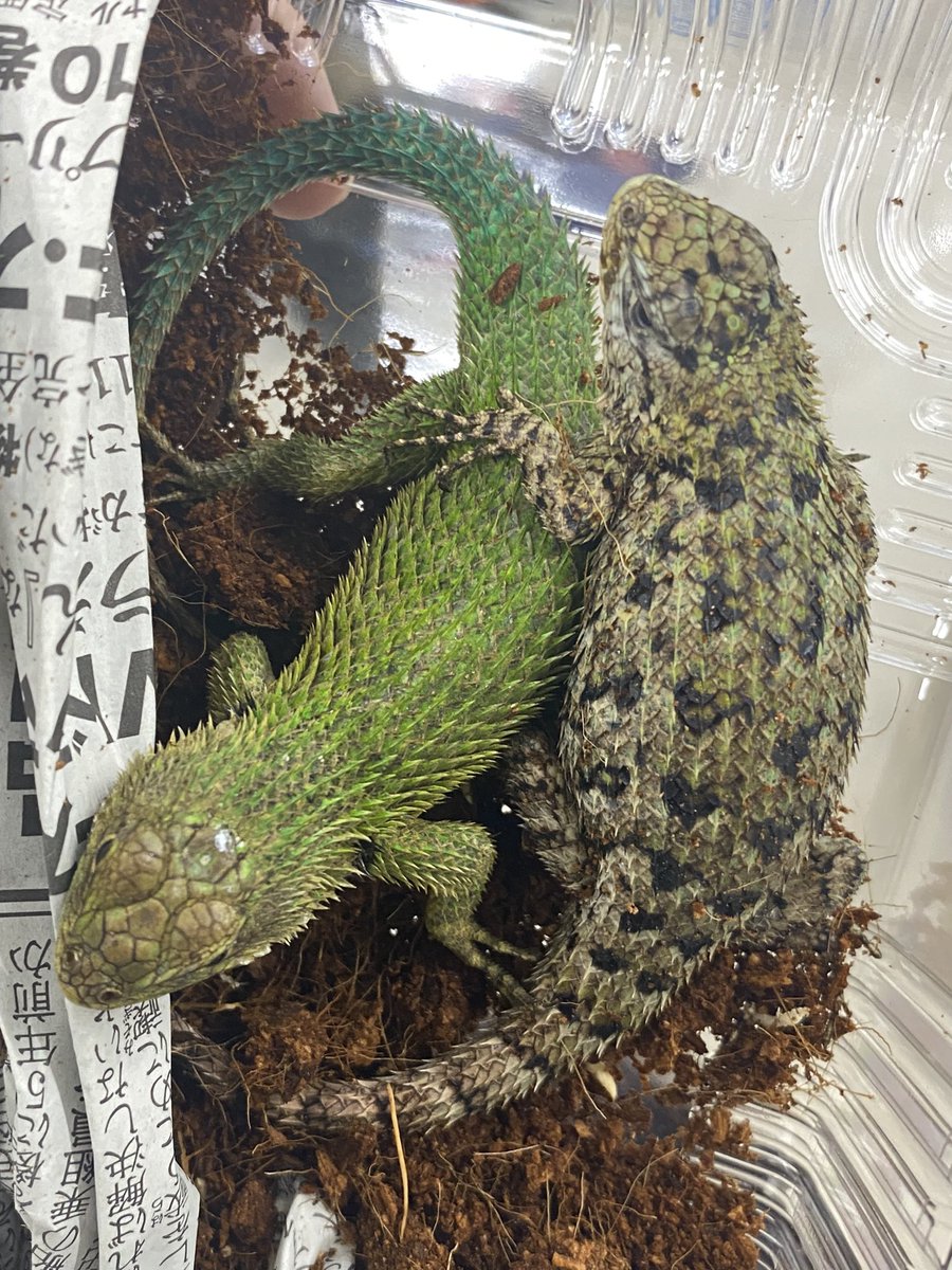 blackpeal7328's tweet photo. マラカイトハリトカゲ　ペア https://t.co/8ABIFv1ORf