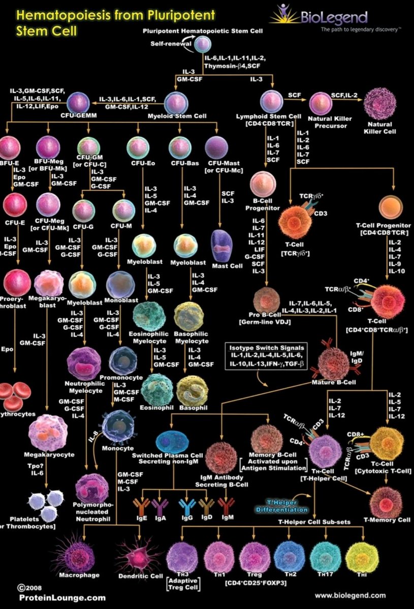 Hematopoiesis from pluripotent stem cell
- hematopoiesis: production and differentiation of blood cell .