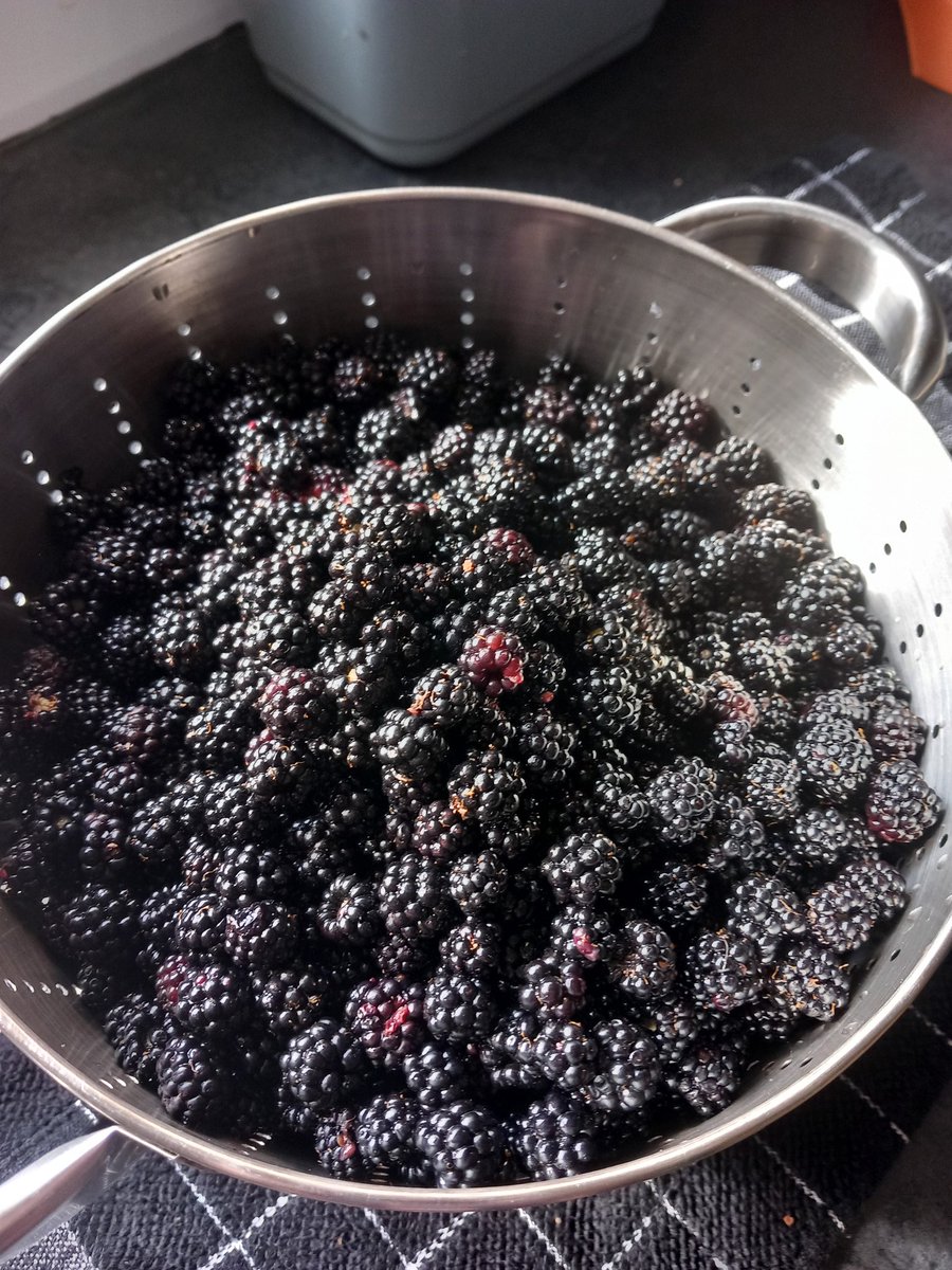 #foodforfree #foraging lovely haul of blackberries