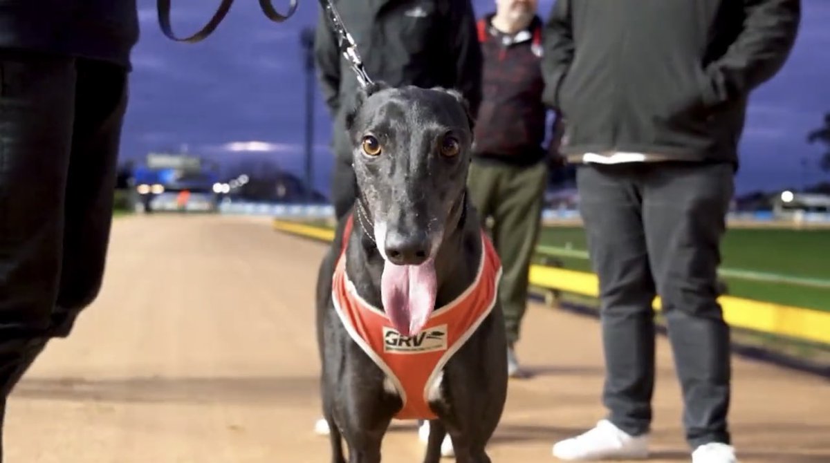 DimityMaher's tweet photo. 🔐Greyhounds HQ have locked-in star sprinter Postman Pat, as their representative in “The Phoenix” Slot Holder Race, to be run and won at The Meadows Dogs on 16th December 👏🏻

🤩An outstanding choice! https://t.co/DgwY8fO1lc