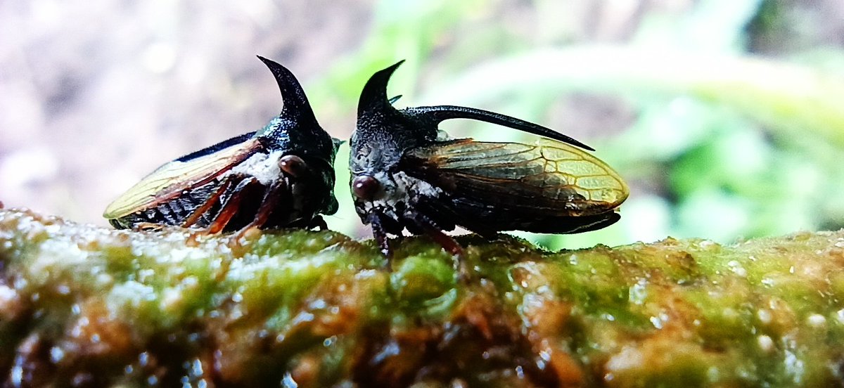 nayuduganisetti's tweet photo. Here some final good ones
#macrophotography
#NaturePhotography
#naturelovers
#photography
📷 #Redminote8pro https://t.co/6sO4pWcCr8