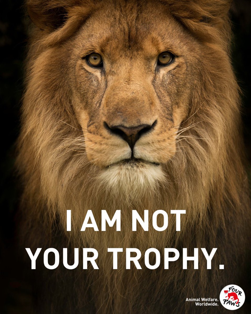domdyer70's tweet photo. No hunter or scientist can morally justify the killing of wild animals for trophies. It’s a sick corrupt cruel business that has no place in the modern civilised world. We need a ban on import of all wild animal trophies to U.K. now @BornFreeFDN @HSIUKorg @FourPawsUK https://t.co/D4Q6pJqYgC