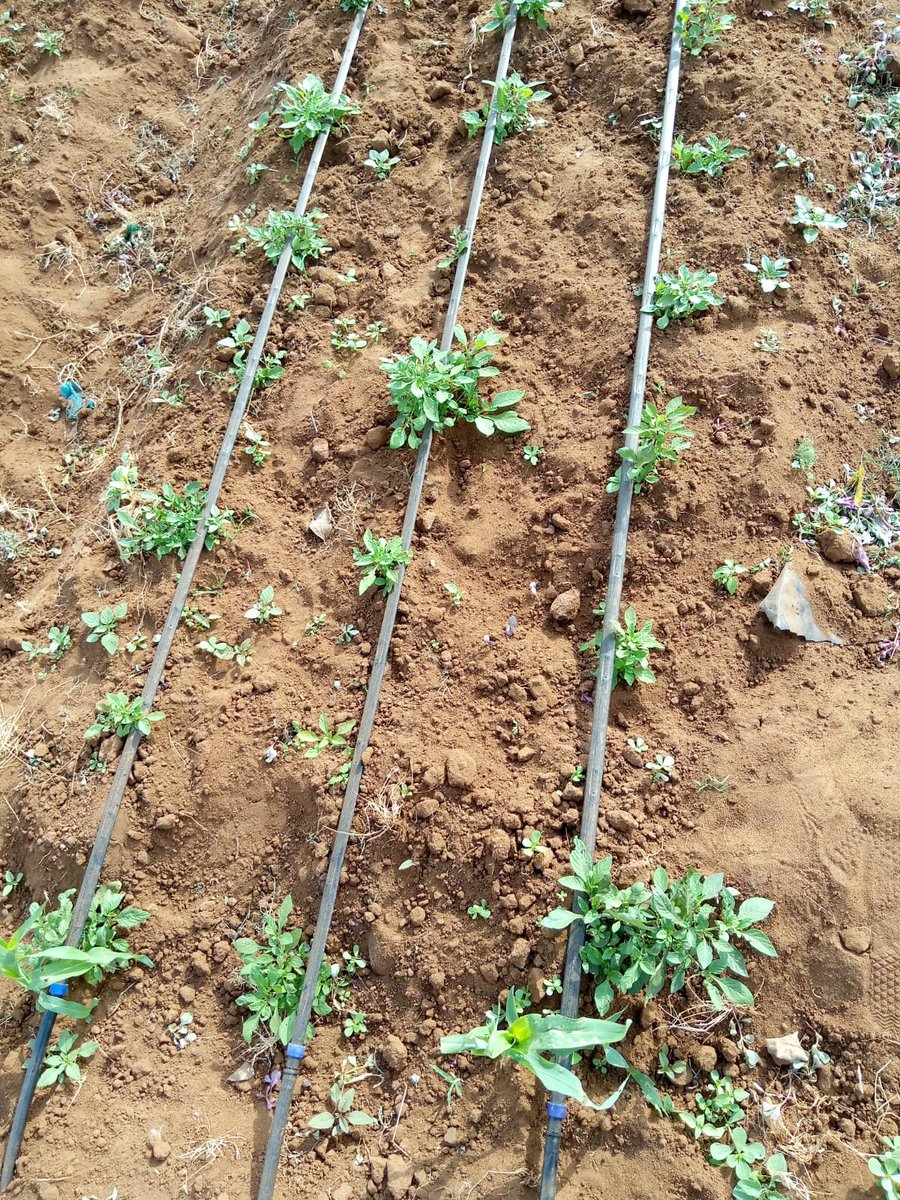 We setup and install drip irrigation system to farmers
#dripirrigation #DRIP #irrigation #farmers #agriculture