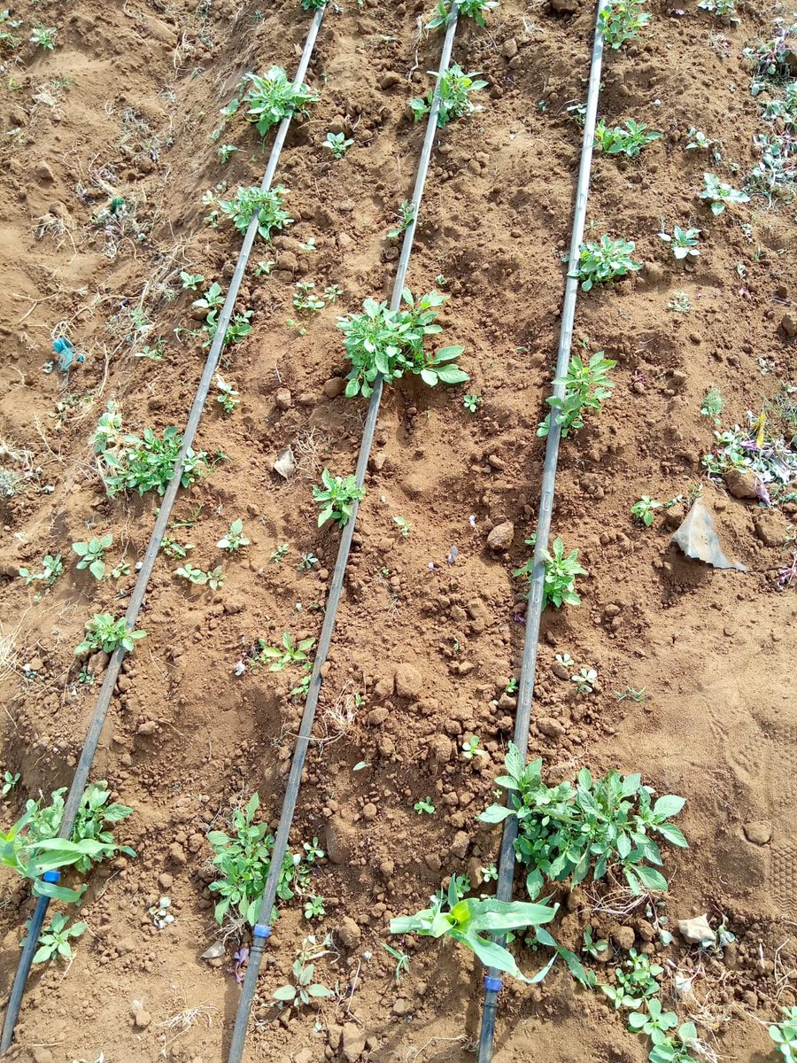 demi_farm's tweet image. We setup and install drip irrigation system to farmers
#dripirrigation #DRIP #irrigation #farmers #agriculture