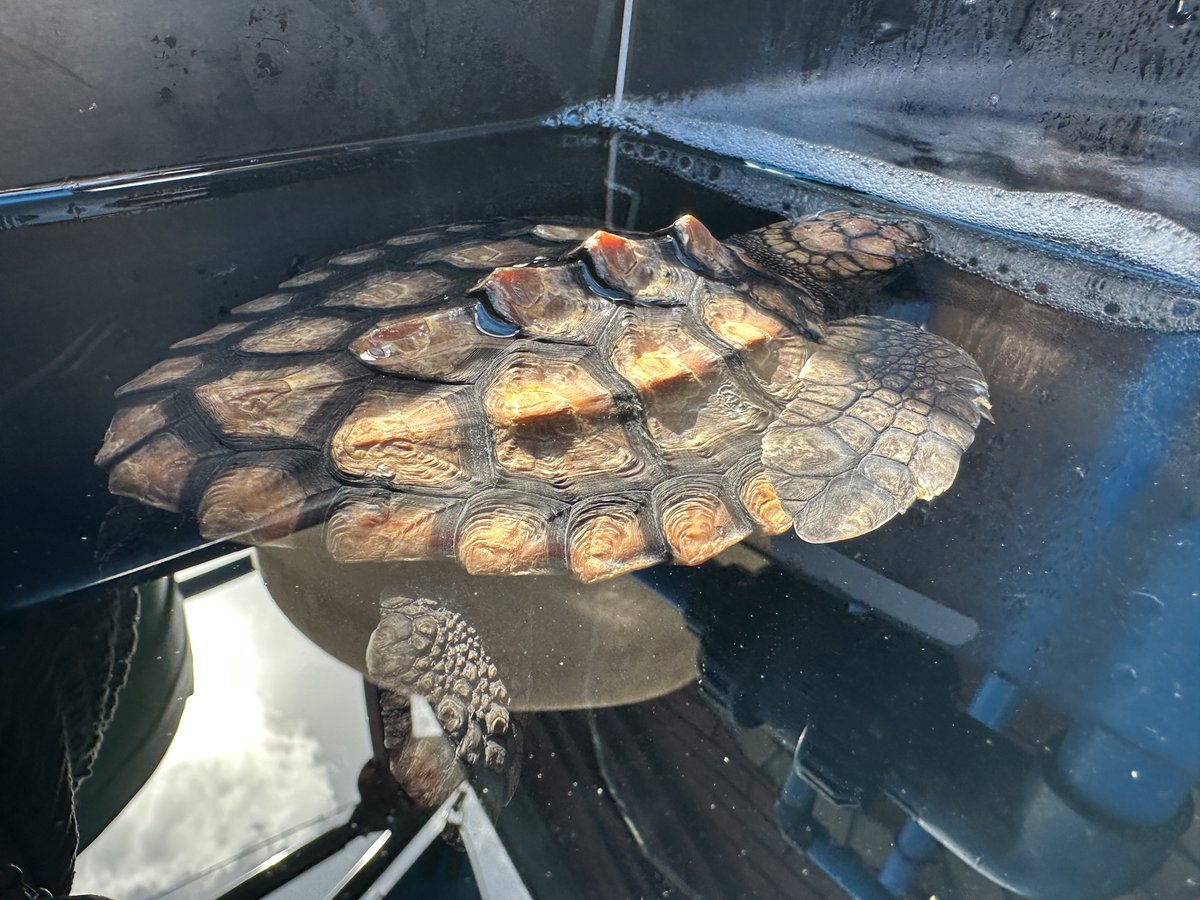 2OceansAquarium's tweet photo. Adopt #65 or #66🐢These turtles were rescued and are at the #TurtleConservationCentre for #rehabilitation🩹Adopters play a role in their journey to #release, get progress updates and an adoption certificate🐢#adoptaturtle: turtlerescue@aquariumfoundation.org.za🩵 #2oceansaquarium https://t.co/osHu6avWNC