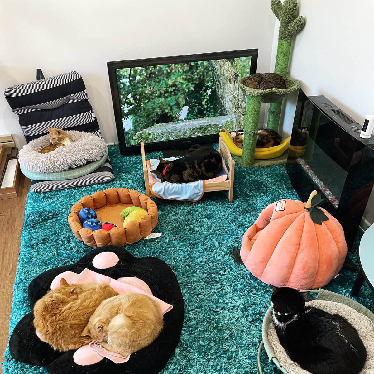 purrsandbeansnz's tweet photo. End of the ‘work week’ vibes ❤️ 

Thank you to everyone who booked in this weekend to hang with our furry family - we appreciate the support and hope to see you again soon!  

#catnap #spoiledcats #sleepingcats #nzsmallbusiness #socialenterprise #supportsmall #purrsandbeans https://t.co/vD28PfbhEe