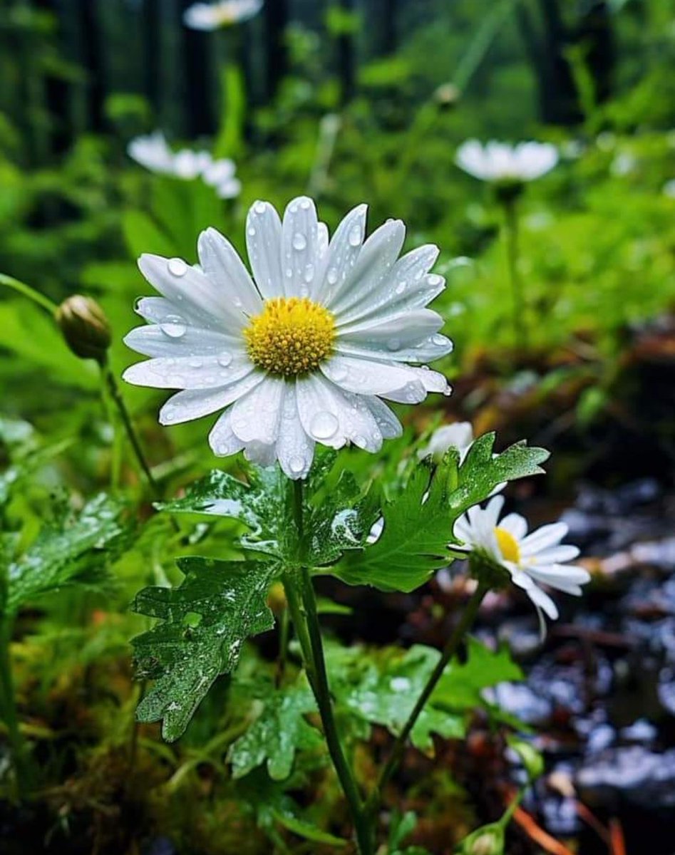 Günaydın 🌼
