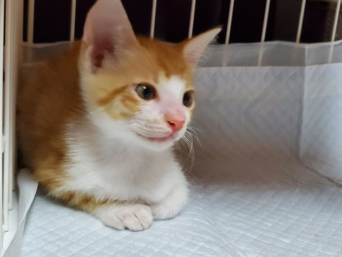 Cyobi_wan's tweet photo. んふふ❤
実はー
昨日ー
我が家にー
新しい家族が増えましたー🐱
知人のところから猫さんが来ました( *´艸`)
かわいいのよ〜(∩˘ω˘∩ )♡ https://t.co/ANW9y9Iszf