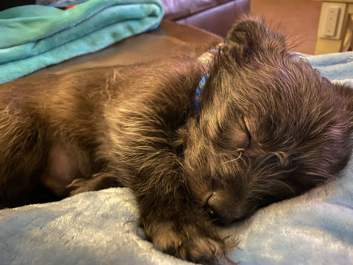 stephani_castle's tweet image. How is my baby already ✨4✨

My sweet Leo. We got you on whim while on vacation but you were always meant to be part of our family. You’re the reason I’ll never go back to a 9-5. And your always there to lick my tears or calm me down from overthinking 🫶

God knew we needed you!