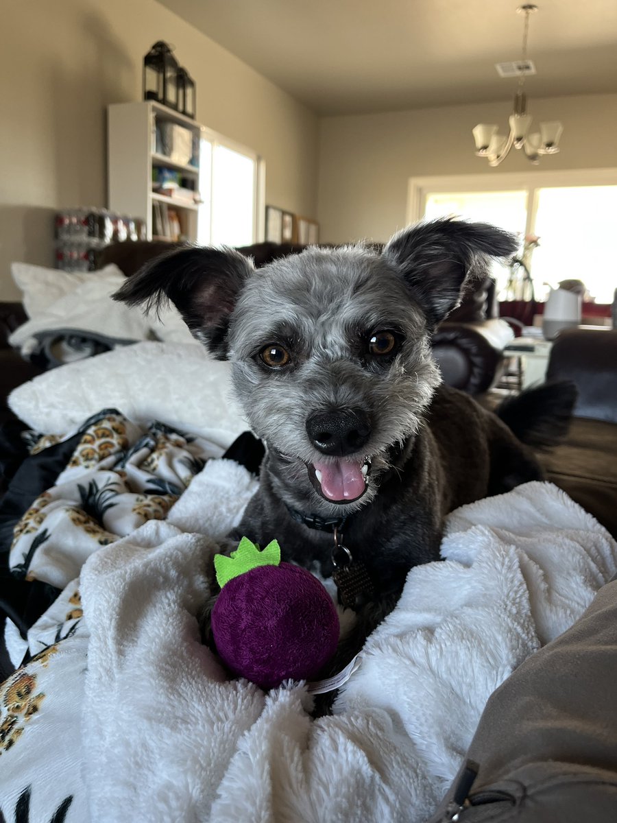 stephani_castle's tweet image. How is my baby already ✨4✨

My sweet Leo. We got you on whim while on vacation but you were always meant to be part of our family. You’re the reason I’ll never go back to a 9-5. And your always there to lick my tears or calm me down from overthinking 🫶

God knew we needed you!