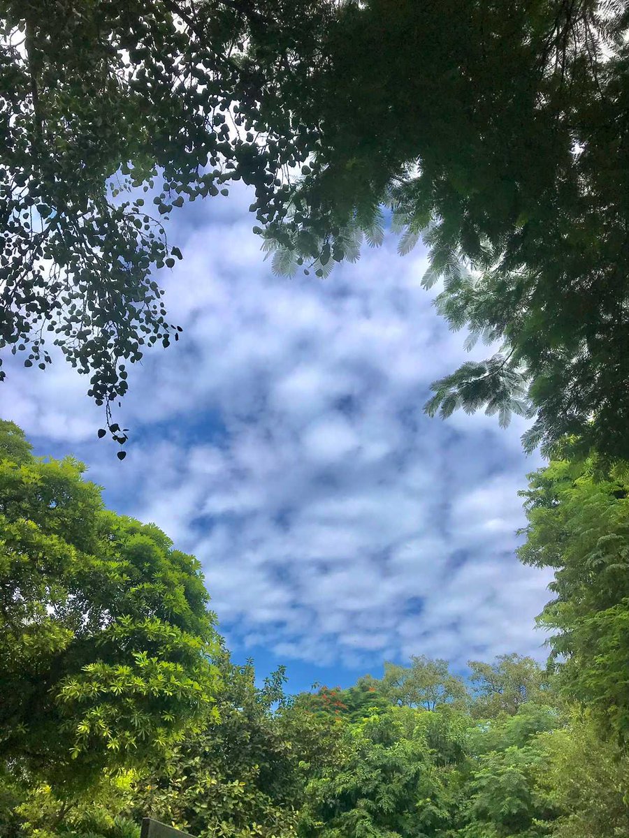 consultnavneet's tweet photo. Captured the serene beauty of Delhi today - a calming sky surrounded by lush leaves. Nature's masterpiece in the heart of the city. βοΈπ³
#DelhiSkies #CalmAndBeautiful #SinghInTheSky https://t.co/GOlVb0tUV9