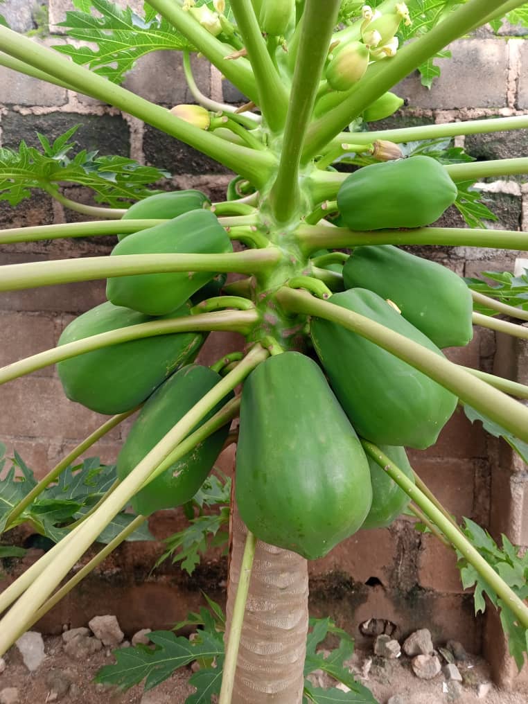 ebee_na's tweet photo. We also grow fruit plants, and teach how to germinate seeds, also we set farmhouse for clients. #MadeInKano https://t.co/x7ZphgW0as