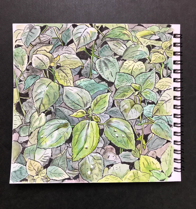 最近、道端に生えてる雑草ばかり描いてる。