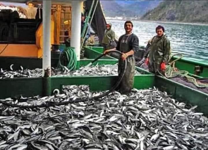 Yunanistan'da balık bol mu?
Evet hem de bol bol.
Nasıl oluyor da orada bol oluyor?
Çünkü bütün gelişmiş ülkeler aptal, biz ileri zekalı olduğumuz için.
Çünkü, Yunanistan'da 40 metre derinlik sınırı var.
39 metrede balık avlayamazsın, kanunen yasak.
Neden 40 metre?
40 metre