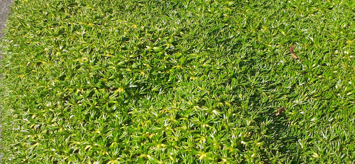 WSchmeink's tweet photo. Azurella trifucata, auch Andenpolster genannt, ist eine unempfindliche Staude für den Steingarten. Quasi als Moosersatz wächst sie auch in der Sonne. Hier eine Aufnahme im Botanischen Garten Bonn. #GardenersWorld #Steingarten https://t.co/n2QdOUXgb7