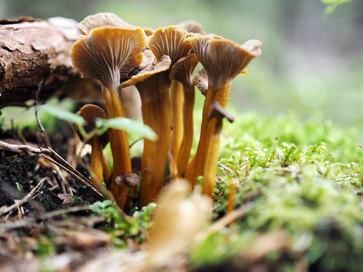 Syyskuussa parasta on metsäretket, joiden palkintona litrakaupalla #suppilovahvero'ita. Näitä herkkuja nyt metsät pullollaan! 🤎

#lähiruoka #sienestys #satokausi