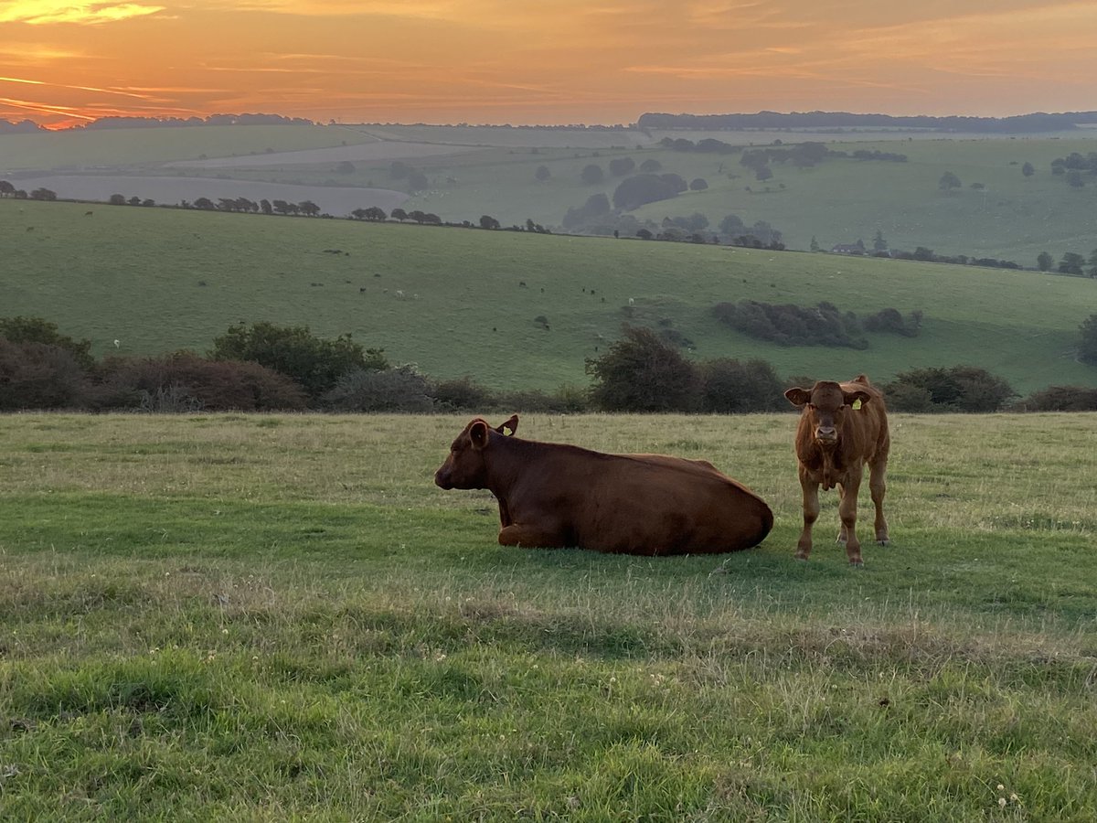 Good morning everyone #Brighton