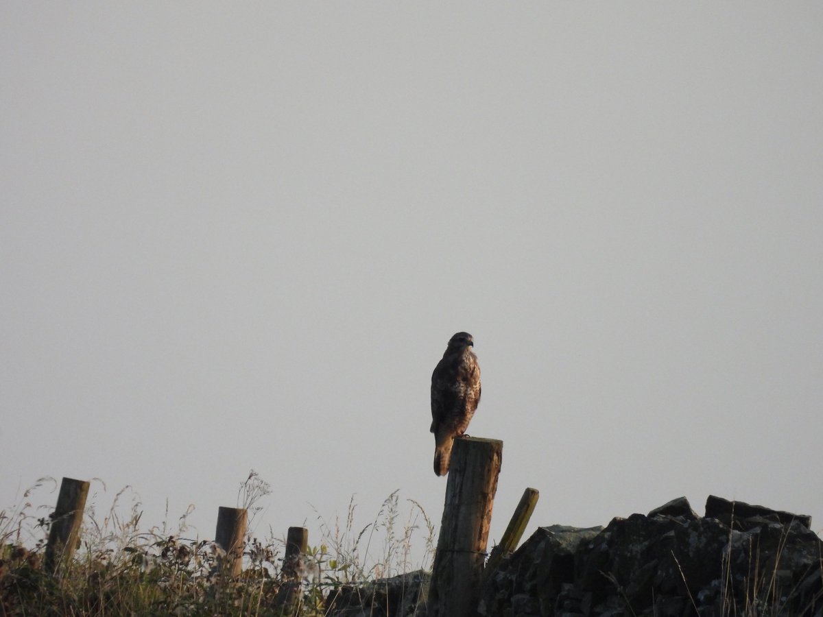 #BirdsOfTwitter #BirdsSeenIn2023 My favourite little owl (with& without wood pigeon) & a buzzard. Walls were the place to be this morning! @Derbyshirebirds @Natures_Voice @DerbysWildlife