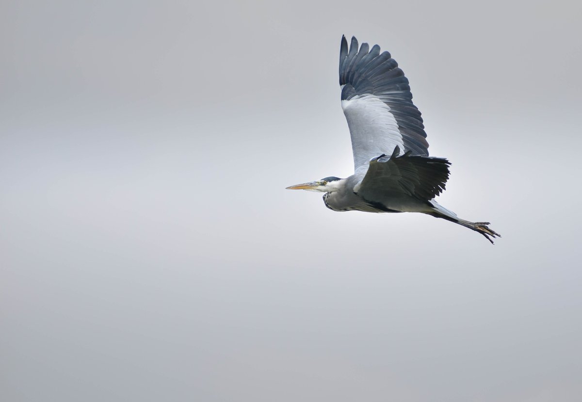 Grey heron - Σταχτοτσικνιάς (Ardea cinerea)
#GreyHeron #BirdPhotography #Wildlifephotography #nature #birding #naturephotography #ardeacinerea