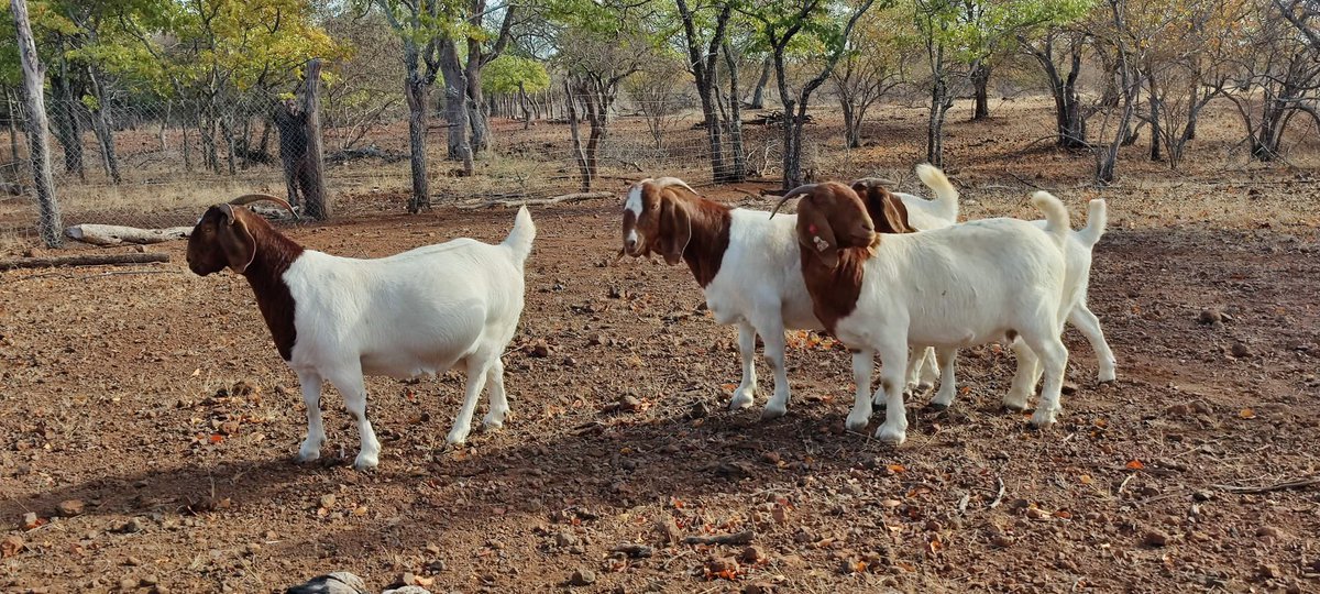 Agric_young's tweet photo. If if you want a detailed manual on how to start and run a successful goat #farming #business, you can order via WhatsApp at 079-3122-675. The manual is available in both hardcopy (R350) and softcopy (R280). We deliver nationwide🇿🇦via PAXI. #GOAT #goatfarming #agriculture #farmer https://t.co/DXdxq41y9X