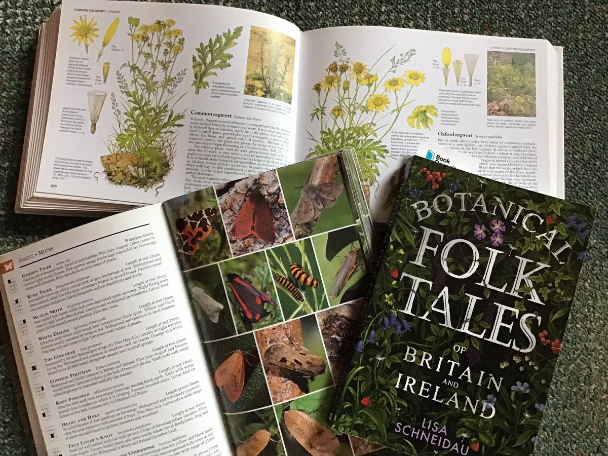 #FolkloreSunday @LisaSchneidau’s Botanical Folk Tales has a tale for this season from Kildare in which a leprechaun tricks a farmer into digging for gold under ragwort. He marks the “correct” plant with a black & orange hanky, but when he returns ALL the plants are so marked.