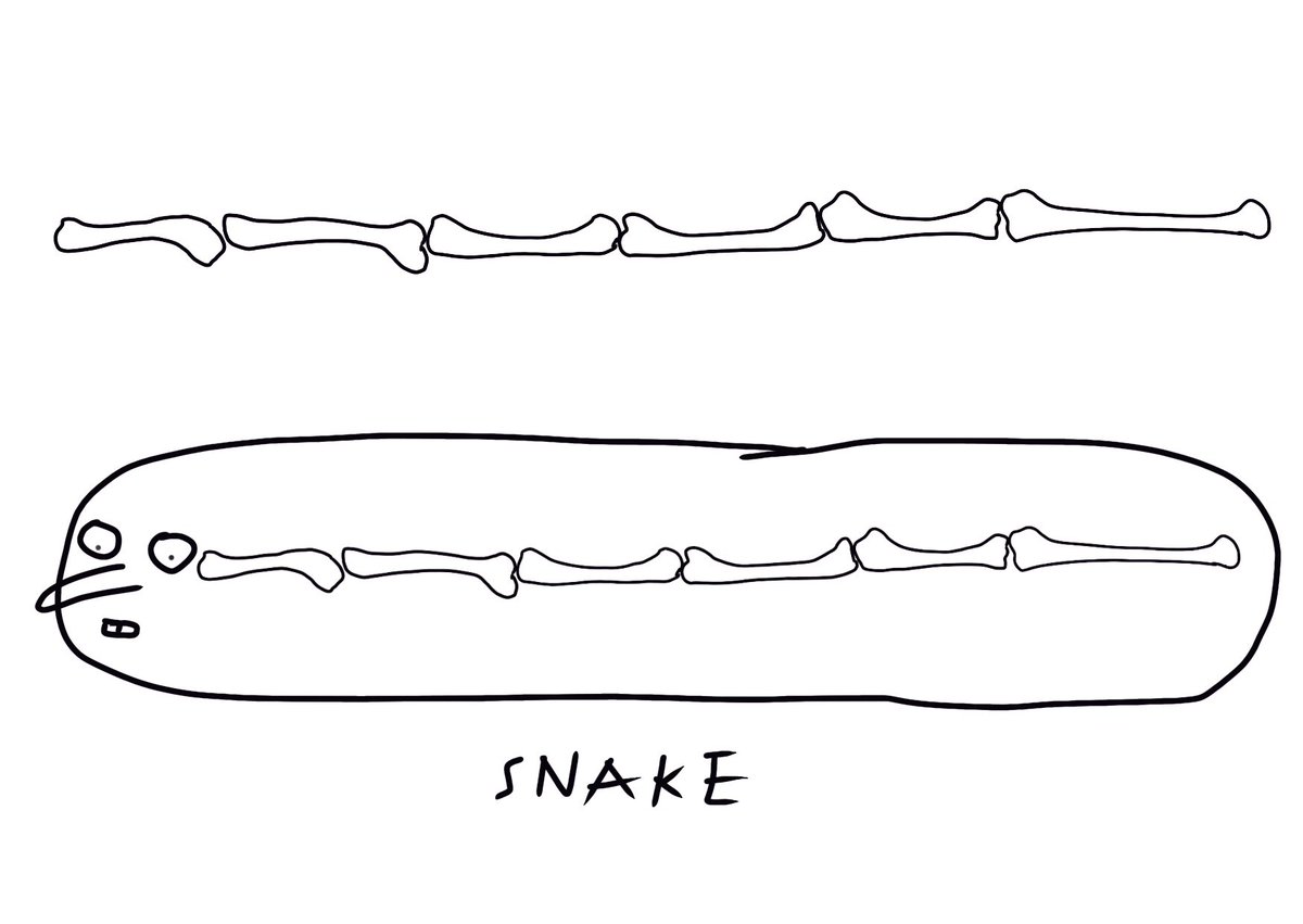 Dug up some bones in the garden and I’ve tried to recreate what sort of animal they might have been from. Looks like some sort of snake most probably.