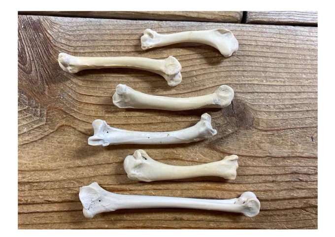 Photo of some clean small leg bones on a wooden board