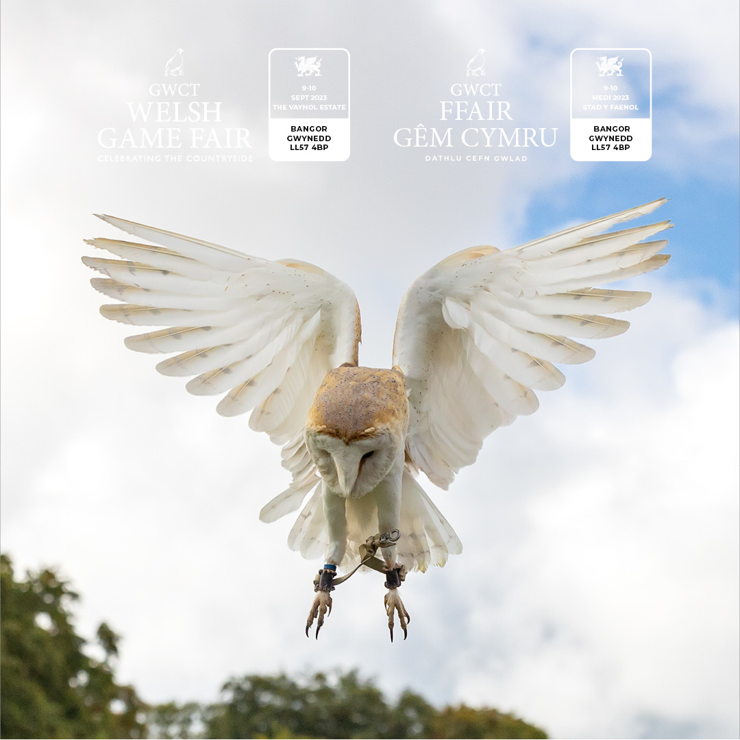 Join Mike Willis of Fens Falconry for two demos in the main arena today with falcons, eagles, hawks and buzzards. Also find them on their static stand to ask questions and get up close to the birds!