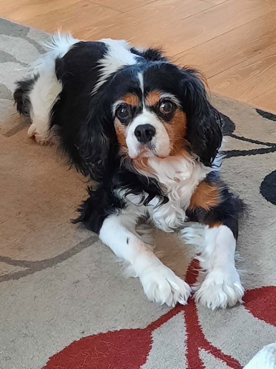 Morning #ciep2023 #edibuddies. Looking forward to a full day of talks and sessions. It's a shame I'm not their in person, but least I could see this furry girl when I got up this morning. 🐶🥰