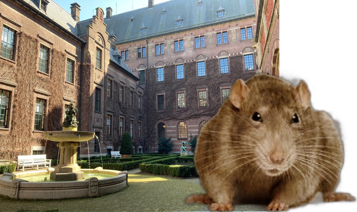FredMarree's tweet photo. Columnpje: ‘Je wilt toch niet dat Stadhuisratten aan de macht komen nadat zij eerst iedereen uit het Stadhuis hebben verjaagd.’

Columnpje: https://t.co/swsnMh3cTm 
#rotterdam #stadhuisratten #ratten #ratterdam #columnpje https://t.co/HoTQSxzmns