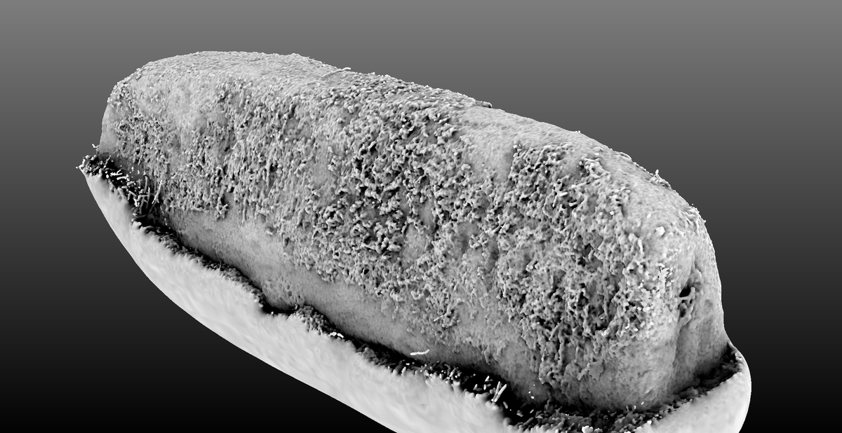 archaeoptics3d's tweet photo. For #StandingStoneSunday, another recent #hogback #3d capture at Logie Old Kirk. This is Logie 1. There's some faint tegulation still visible although much weathered and now partially obscured by moss. #photogrammetry #earlymediaeval #viking https://t.co/VaYfncpUcC