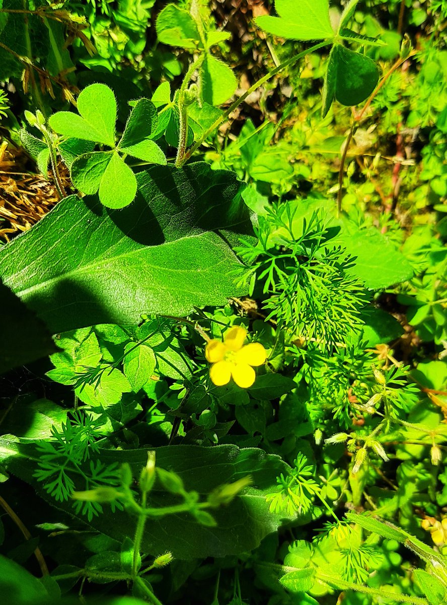 Saphhire_Fire's tweet photo. Little yellow flowers
Dancing in the breeze
Huddled round the trees

Seemed to know my pain
After all hurdles .. will remain

#Calyptocarpus  #StragglerDaisy
#microflowers https://t.co/nqPLmG7vgw